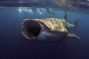 whale shark with mouth wide open feeding