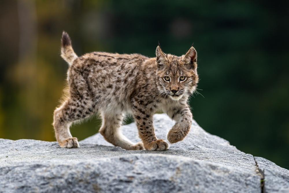 lynx,in,green,forest,with,tree,trunk.,wildlife,scene,from