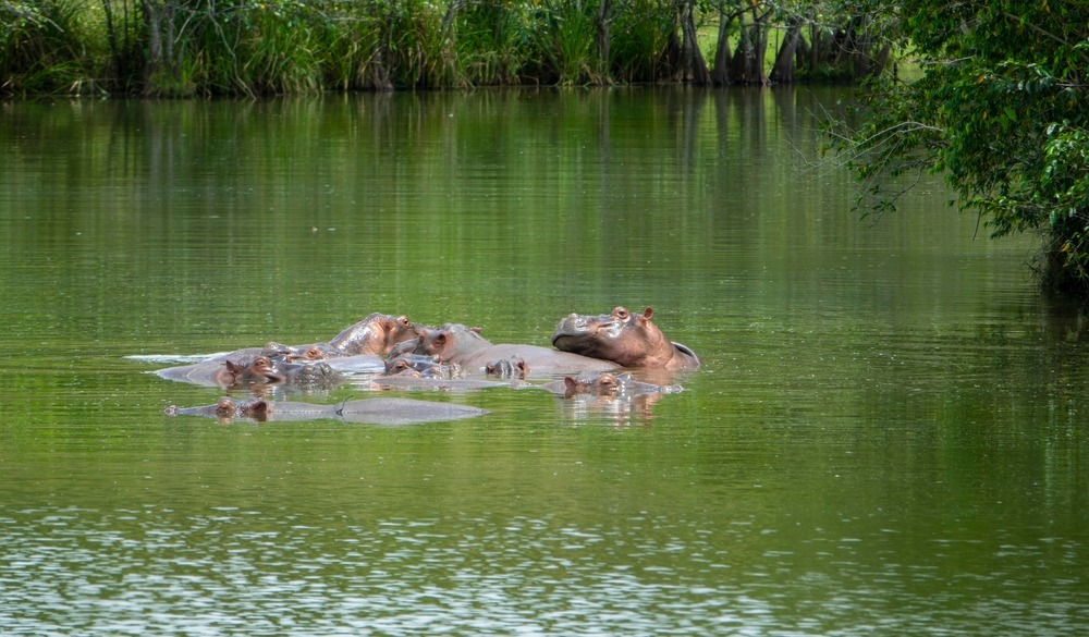 herd,of,hippopotamuses,in,colombia,,these,animals,were,introduced,in