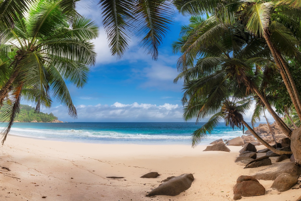 palm trees on exotic tropical beach