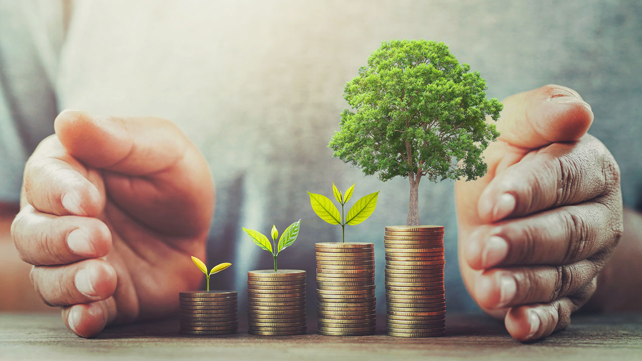 Hands gently shielding stacks of coins with a small tree growing from the top, symbolizing protected financial growth.