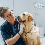 The Future of Vet Alliance: Building MENA’s Veterinary Powerhouse