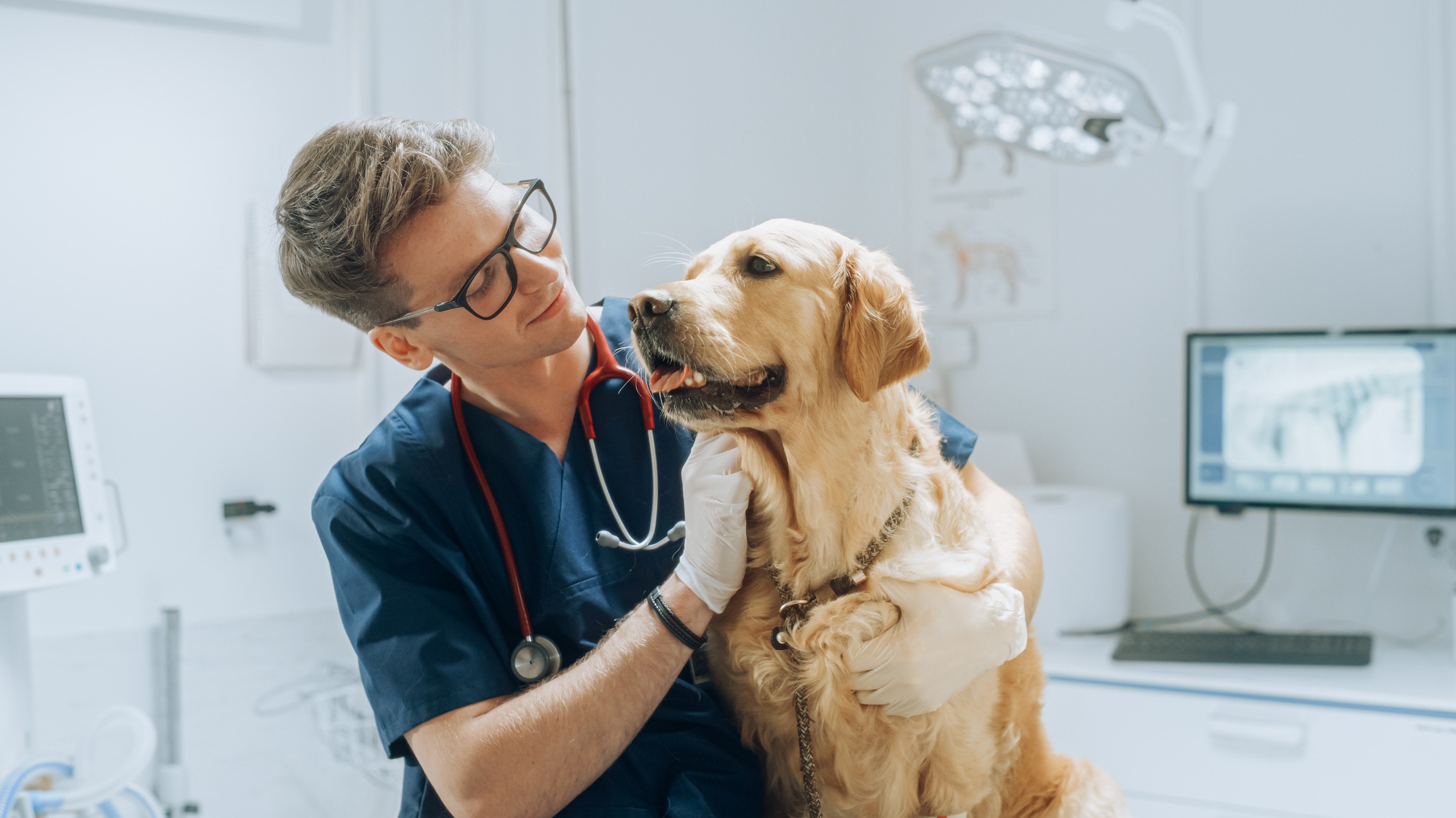 young handsome veterinarian petting a noble golden retriever dog. healthy pet on a check up visit in modern veterinary clinic with a professional caring doctor