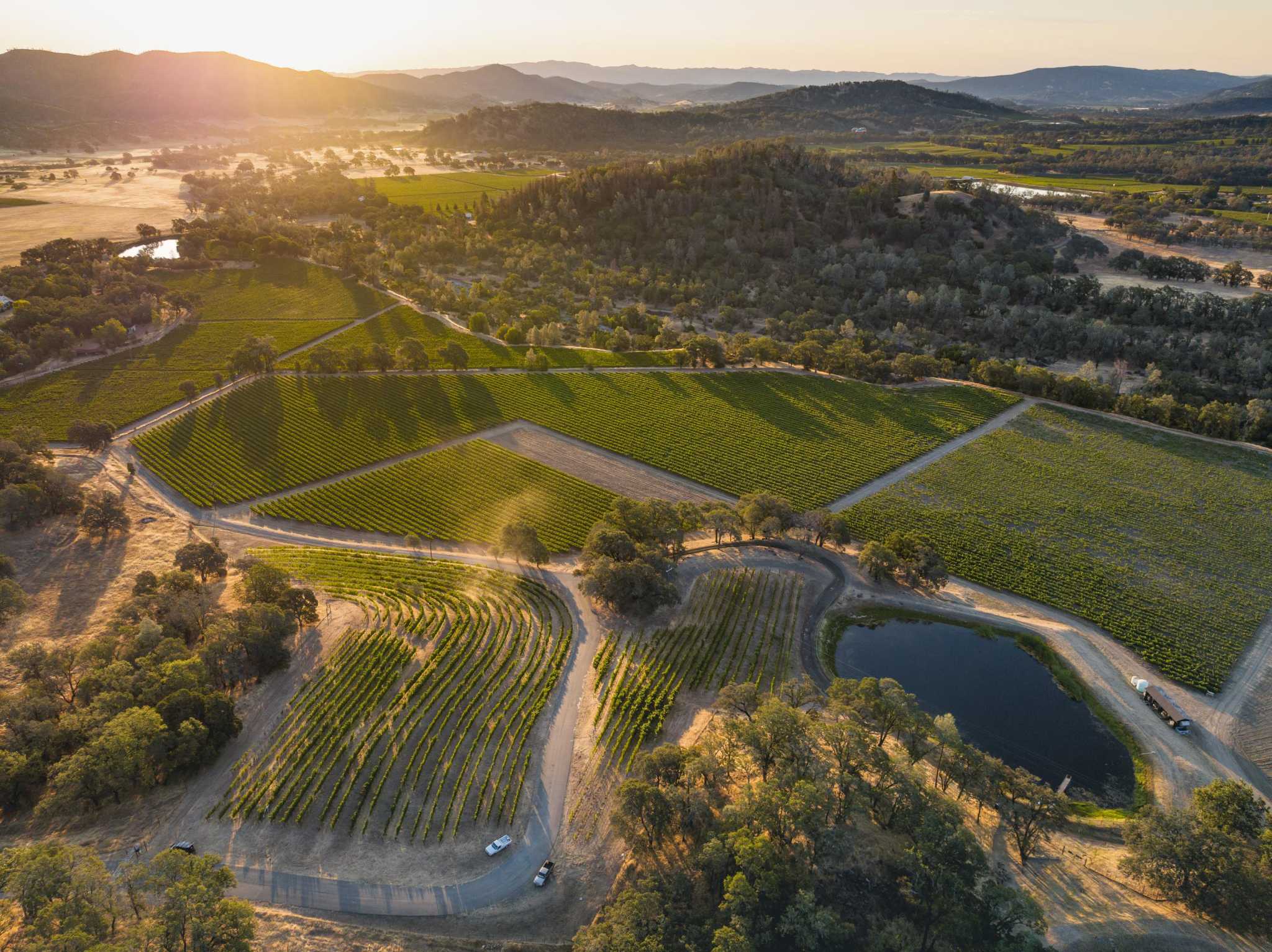 Aerial view of Gavin Newsom’s Oso Valley vineyard with rows of grapevines stretching across the rolling California hills.