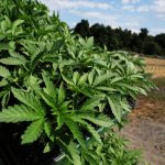 Hemp's $28 Billion High Comes Crashing Down: The Federal Twist That Could Ban THC Drinks and Wipe Out a Thriving Empire Overnight