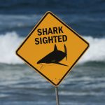 Australia Shark Attack Tragedy Sparks Urgent Warning — And Reveals the Hidden Multi-Billion Dollar Cost to Tourism