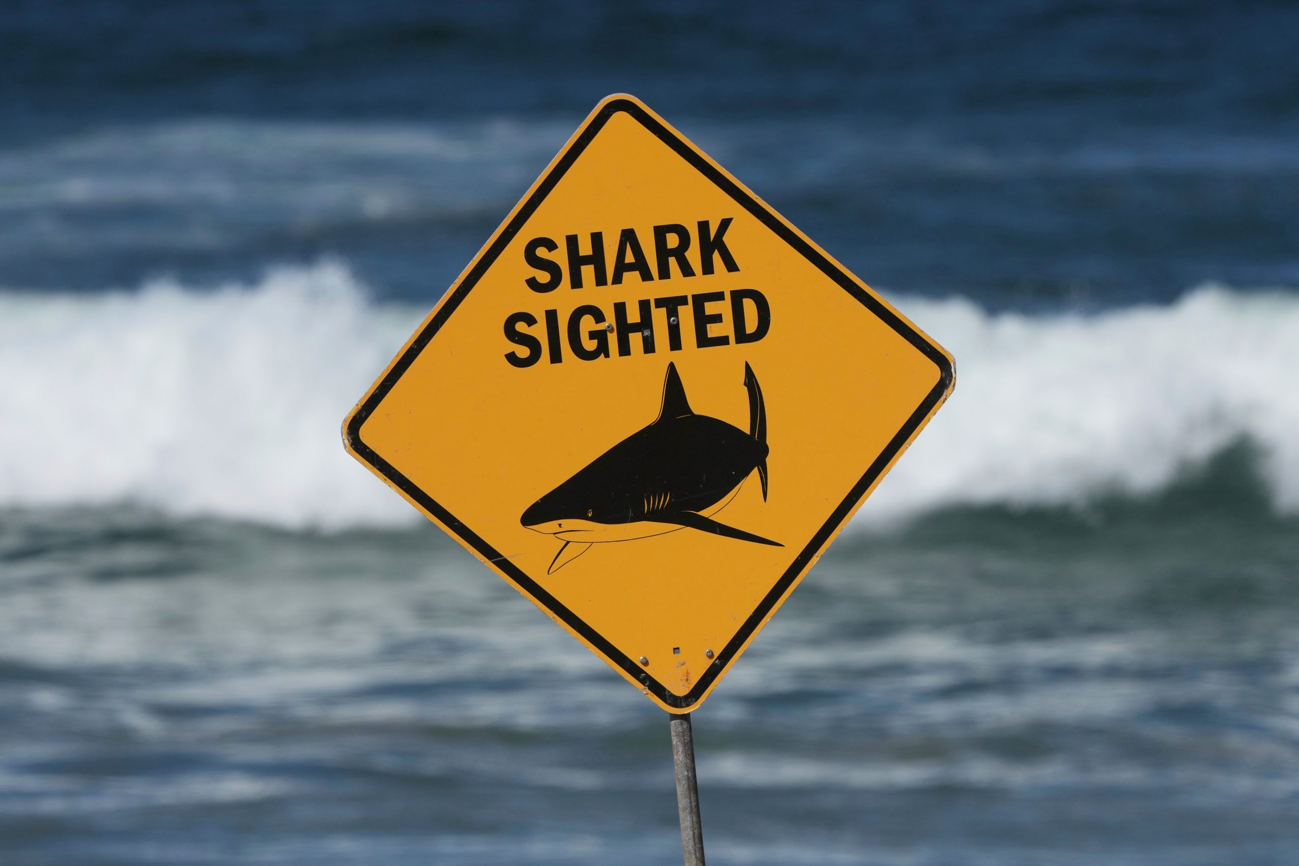 A bright yellow “Shark Sighted” warning sign standing on an Australian beach, with waves rolling in behind it under a clear sky.