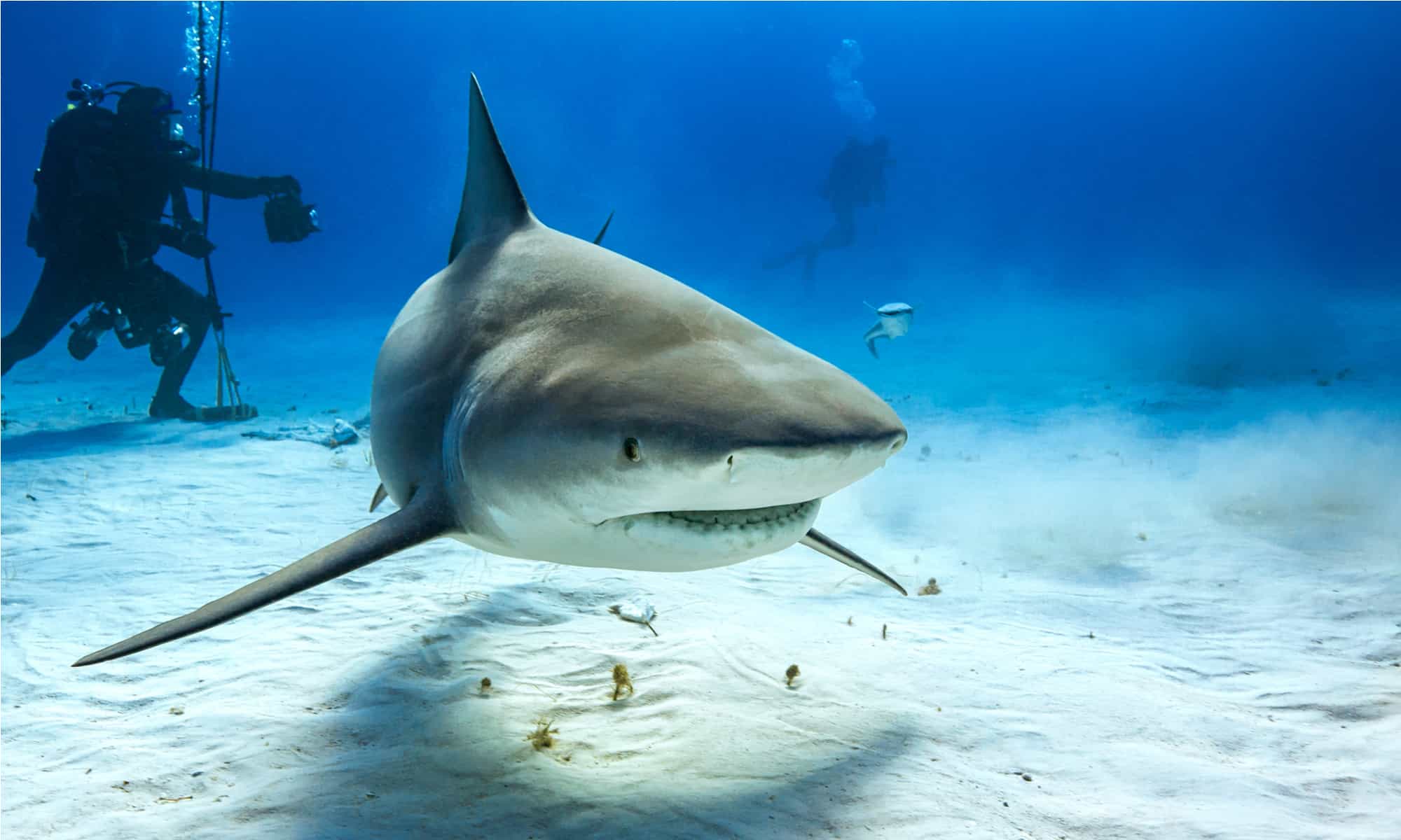 An underwater photograph of a large bull shark swimming through deep blue water, its powerful body and distinctive blunt snout clearly visible.