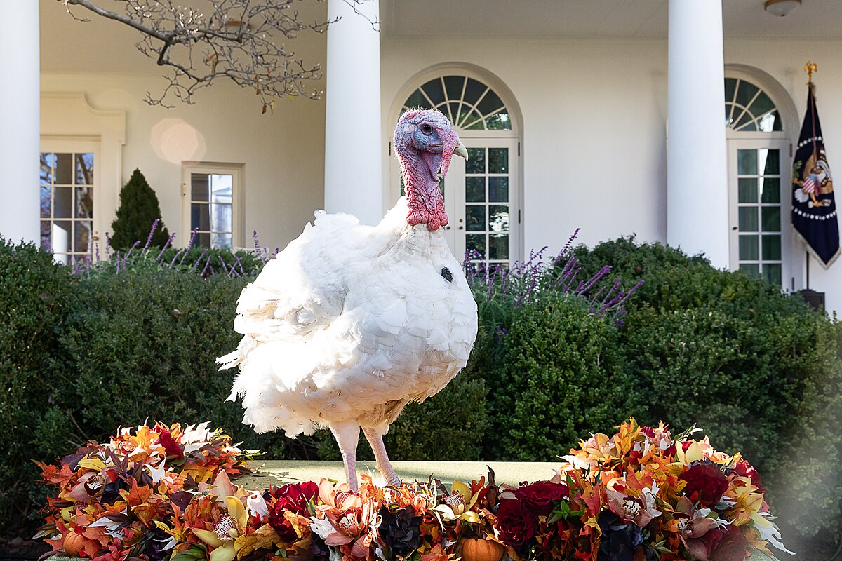 A giant Thanksgiving turkey display sits on the lawn outside the White House, symbolizing the nation’s holiday traditions.