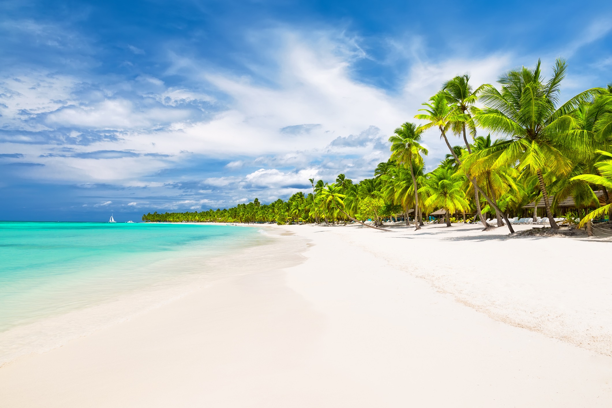 coconut palm trees on white sandy beach