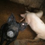 China Turns Its Back on Western Pork, Sparking Chaos for Farmers and Markets