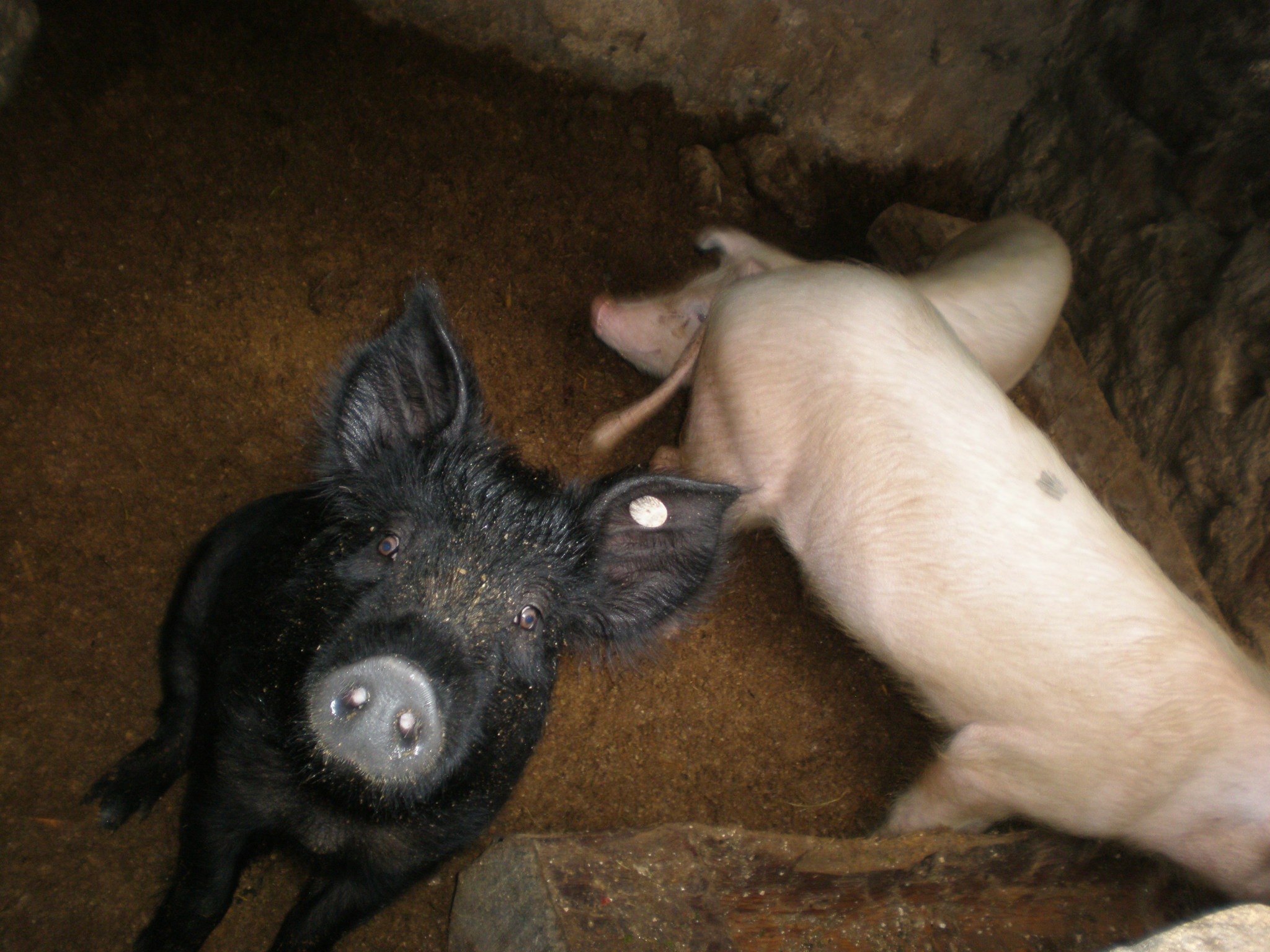 Comparison of a standard white pork pig and a Chinese black pig, highlighting the premium breed driving surging demand among China’s middle class.