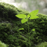 From Voluntary Commitment to Legal Mandate: How Sustainable Finance Arguments of the 1990s Became Today's Disclosure Rules