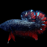 How Thailand&rsquo;s Premium Betta Fish Farms Are Reaching Global Collectors Through E-Commerce