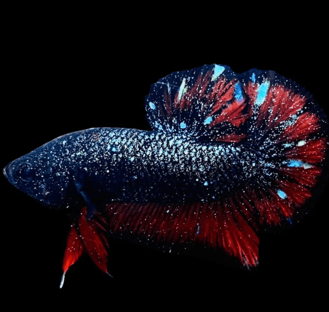 Premium Thai betta fish with vivid colours in an aquarium